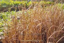 Carex buchananii 'Firefox'