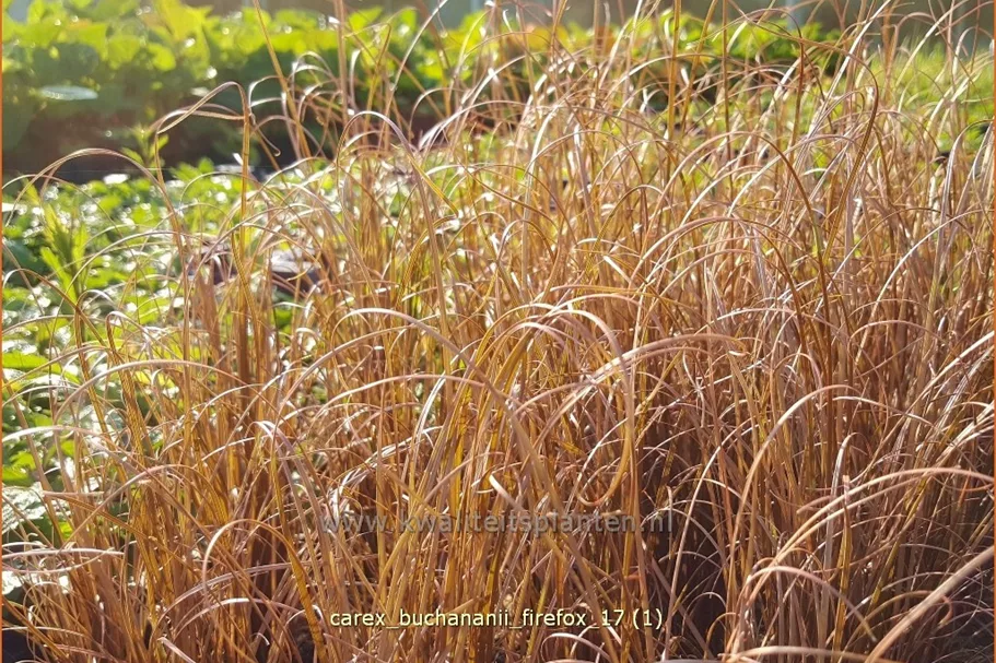 Carex buchananii 'Firefox'