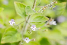 Calamintha nepeta 'Blue Cloud'