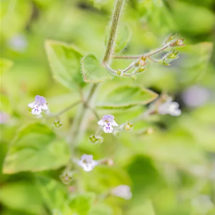 Calamintha nepeta 'Blue Cloud'