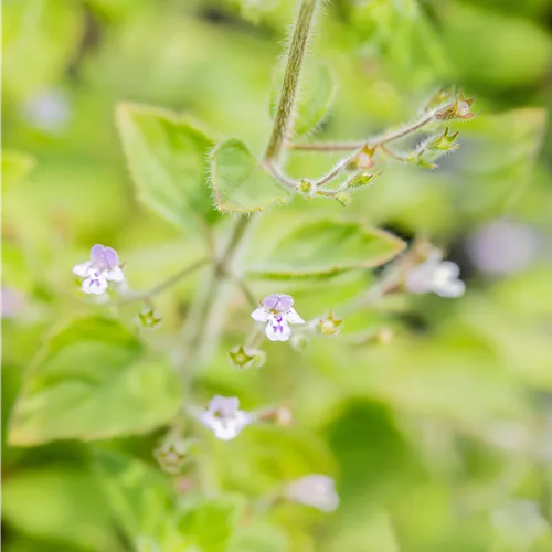 Calamintha nepeta 'Blue Cloud'
