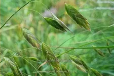 Chasmanthium latifolium