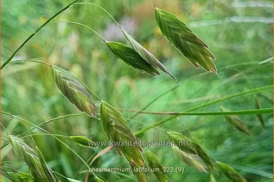 Chasmanthium latifolium