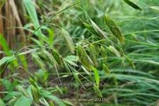 Chasmanthium latifolium