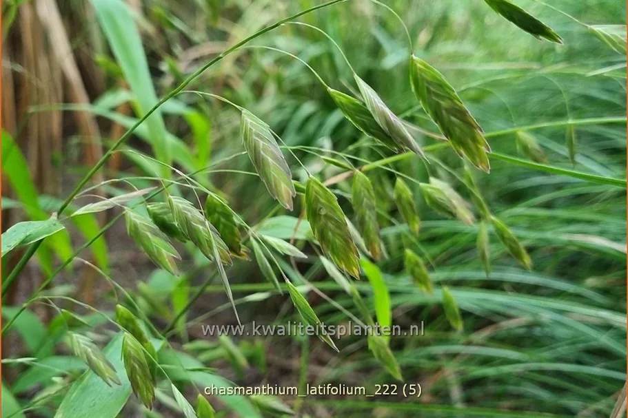 Chasmanthium latifolium