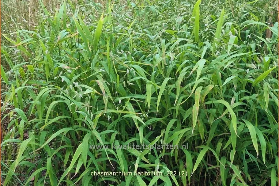 Chasmanthium latifolium