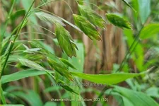 Chasmanthium latifolium