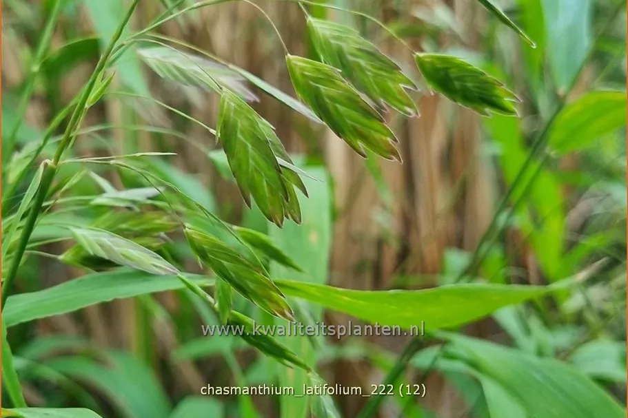 Chasmanthium latifolium