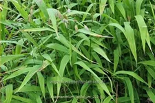 Chasmanthium latifolium