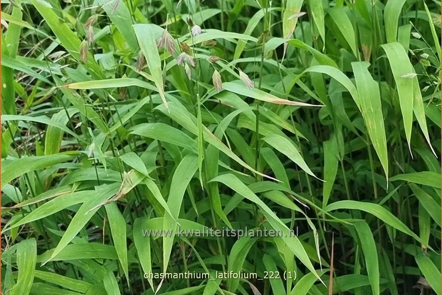 Chasmanthium latifolium