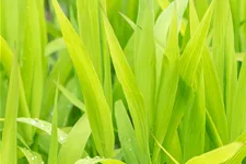 Chasmanthium latifolium