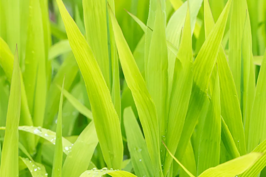Chasmanthium latifolium