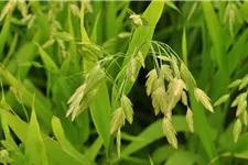 Chasmanthium latifolium