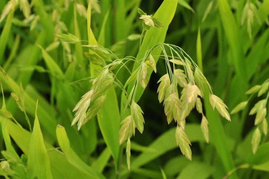 Chasmanthium latifolium