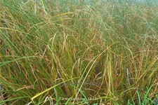 Carex calotides