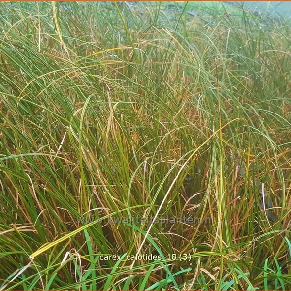 Carex calotides