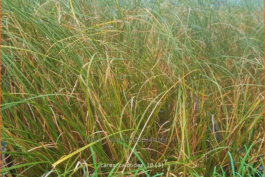 Carex calotides