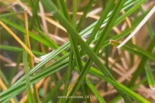 Carex calotides