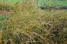 Carex calotides
