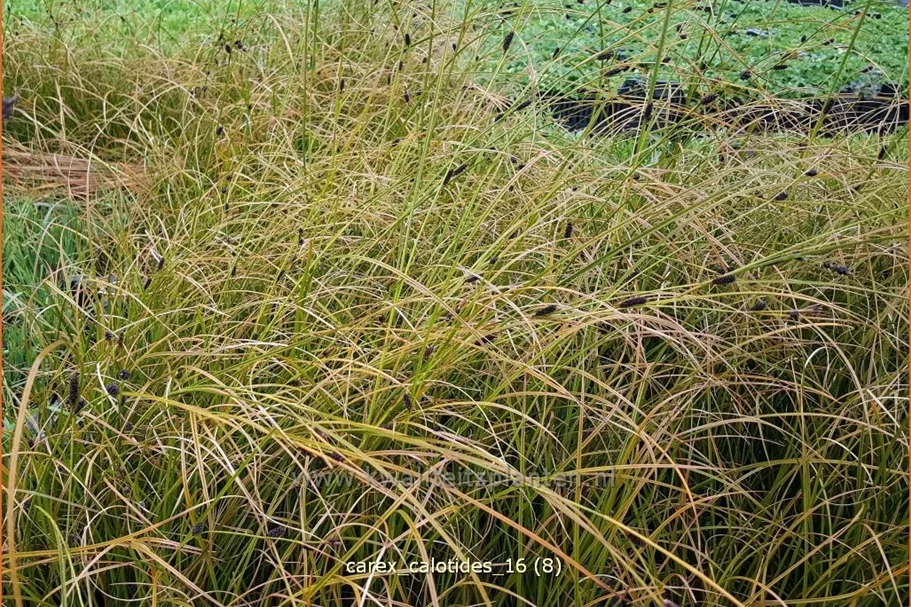 Carex calotides