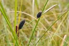 Carex calotides