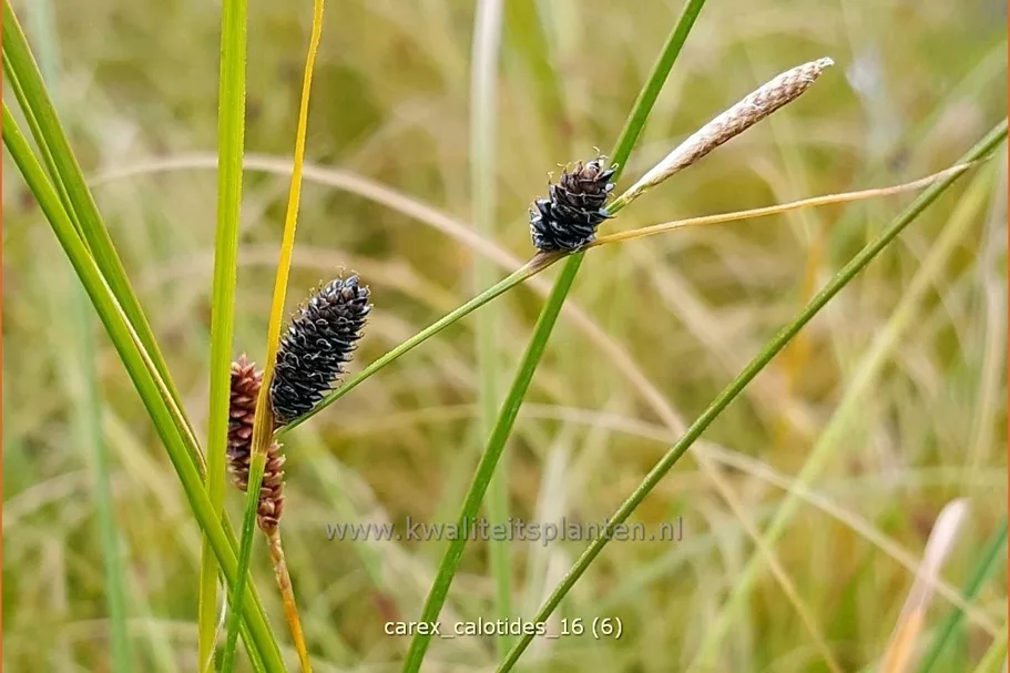 Carex calotides