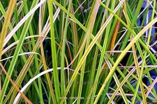 Carex calotides
