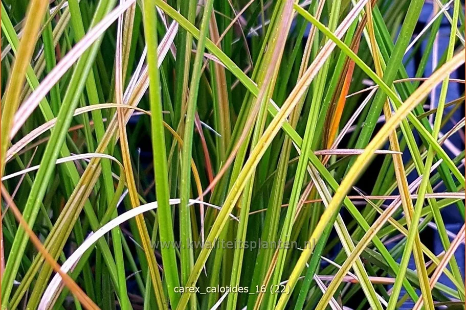 Carex calotides