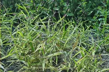 Chasmanthium latifolium 'River Mist'®