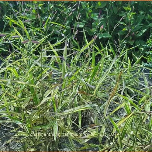 Chasmanthium latifolium 'River Mist'®