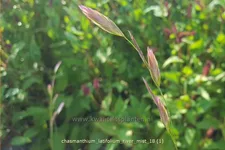 Chasmanthium latifolium 'River Mist'®