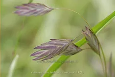 Chasmanthium latifolium 'River Mist'®