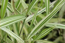 Chasmanthium latifolium 'River Mist'®