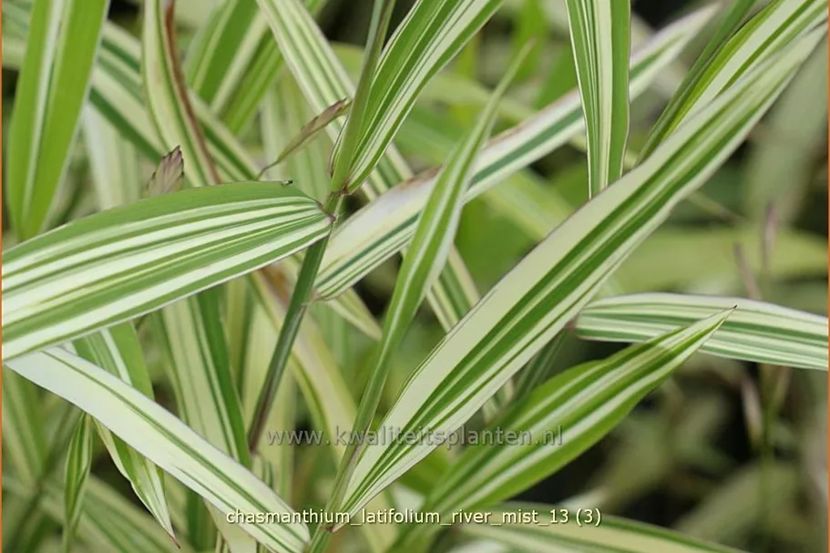 Chasmanthium latifolium 'River Mist'®