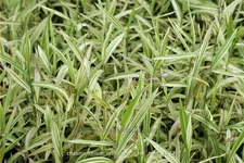 Chasmanthium latifolium 'River Mist'®