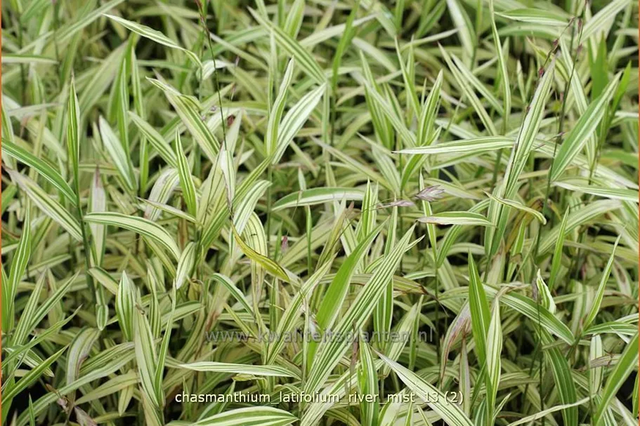 Chasmanthium latifolium 'River Mist'®