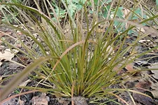 Carex testacea 'Prairie Fire'