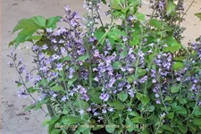 Calamintha nepeta 'Marvelette Blue'