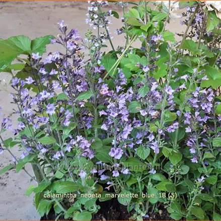 Calamintha nepeta 'Marvelette Blue'
