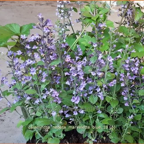 Calamintha nepeta 'Marvelette Blue'