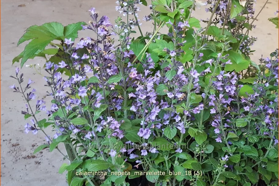 Calamintha nepeta 'Marvelette Blue'