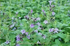 Calamintha nepeta 'Marvelette Blue'