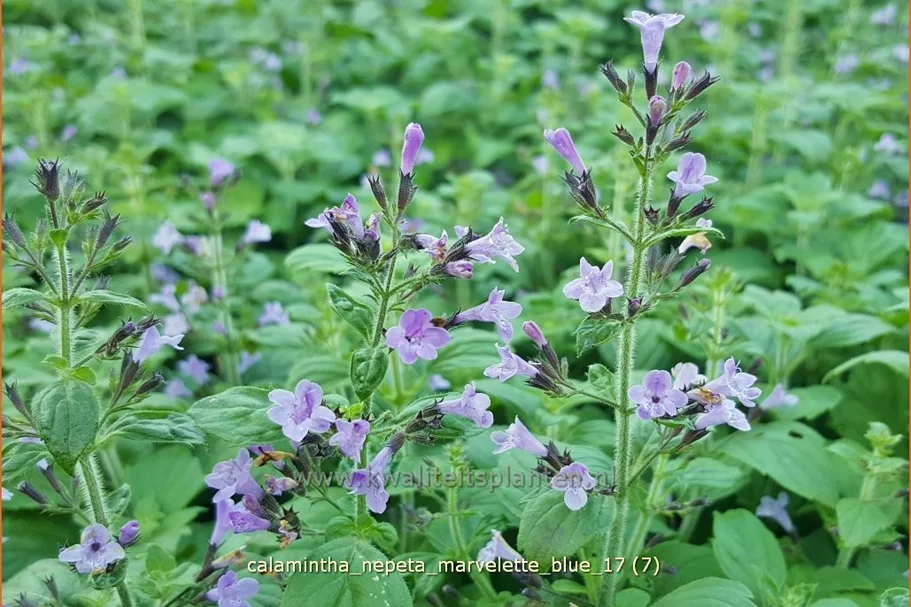 Calamintha nepeta 'Marvelette Blue'