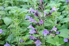 Calamintha nepeta 'Marvelette Blue'