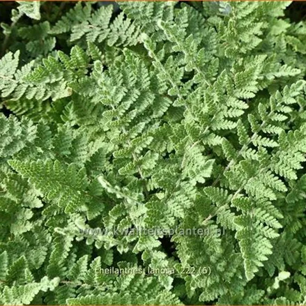 Cheilanthes lanosa