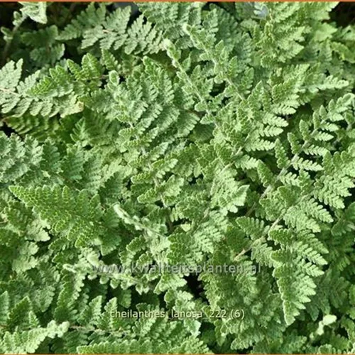 Cheilanthes lanosa