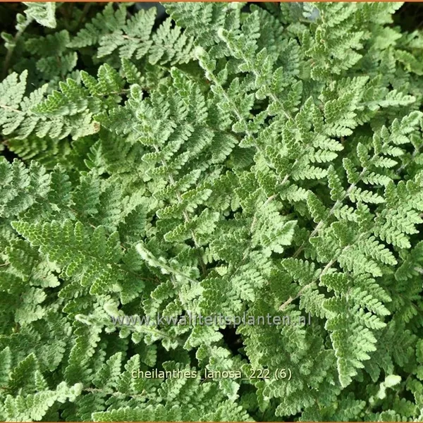 Cheilanthes lanosa