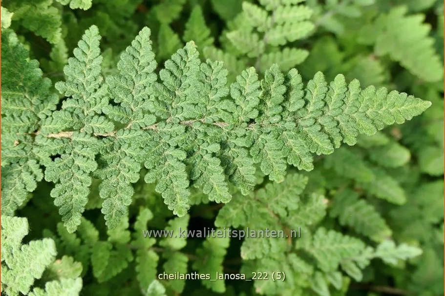Cheilanthes lanosa