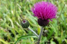 Cirsium rivulare 'Trevor´s Blue Wonder'