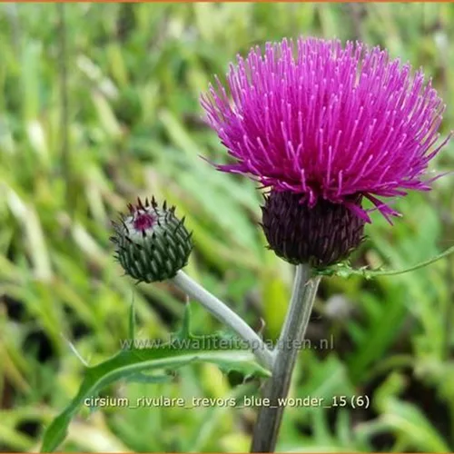 Cirsium rivulare 'Trevor´s Blue Wonder'